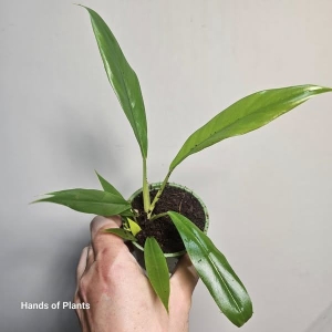 Philodendron Ring of Fire Gold / Golden Saw + Green Saw - S (1)