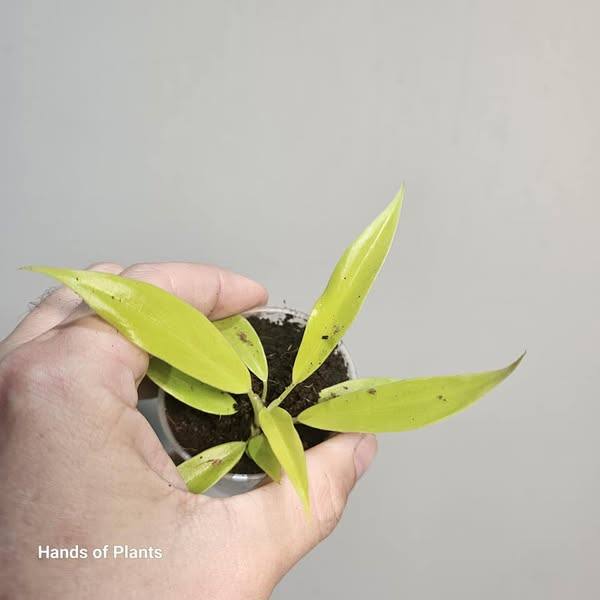 Philodendron Yellow Saw