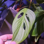 Monstera sp. Tena