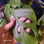 Monstera sp. Tena