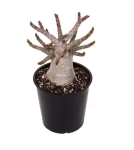 Adenium obesum Baobab
