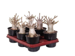 Adenium obesum Baobab