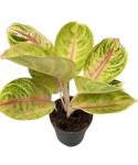 Aglaonema Rose Parakeet