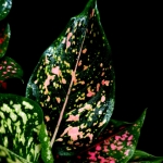 Aglaonema Pink Leopard