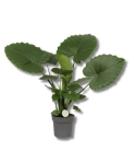 Alocasia gageana California