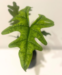 Alocasia Jacklyn - L