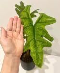 Alocasia Jacklyn - L