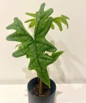 Alocasia Jacklyn - L
