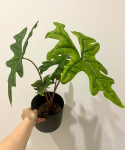 Alocasia Jacklyn - L
