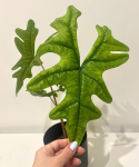 Alocasia Jacklyn - L