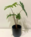 Alocasia Jacklyn - L