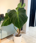 Philodendron rubrijuvenile El Choco Red