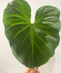 Philodendron rubrijuvenile El Choco Red