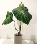 Philodendron rubrijuvenile El Choco Red