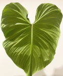 Philodendron rubrijuvenile El Choco Red
