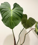 Philodendron rubrijuvenile El Choco Red