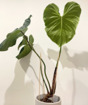 Philodendron rubrijuvenile El Choco Red