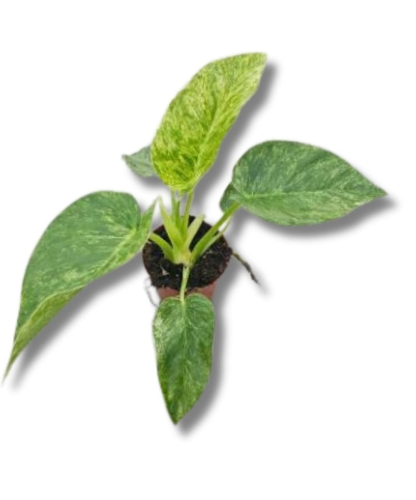 Philodendron giganteum Blizzard