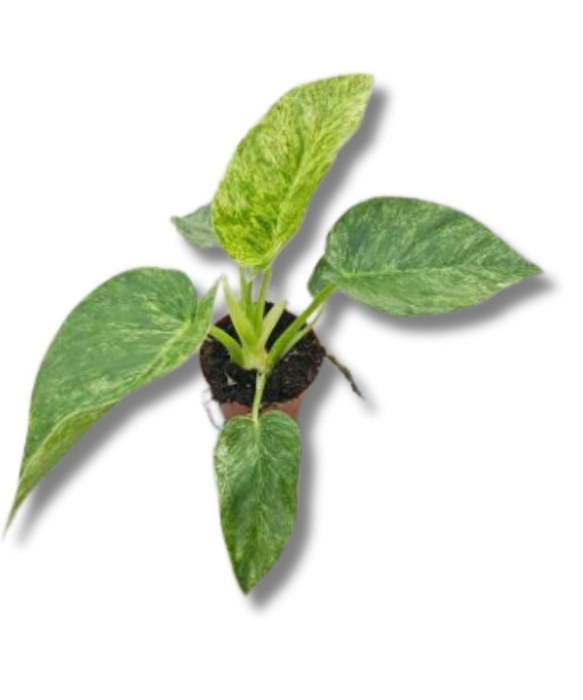 Philodendron giganteum Blizzard