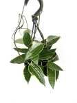 Hoya macrophylla 'Albomarginata' - przykładowa roślina