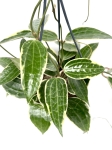 Hoya macrophylla 'Albomarginata' - przykładowa roślina