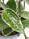 Hoya macrophylla 'Albomarginata'