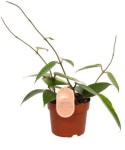 Hoya macrophylla 'Albomarginata' M