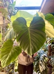 Philodendron rubrijuvenile El Choco Red