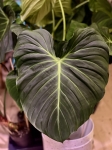 Philodendron rubrijuvenile El Choco Red