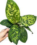Homalomena Walissii Camouflage