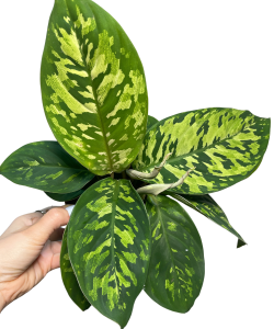Homalomena Walissii Camouflage