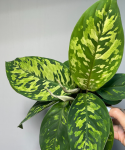 Homalomena Walissii Camouflage