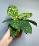 Homalomena Walissii Camouflage