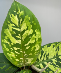 Homalomena Walissii Camouflage