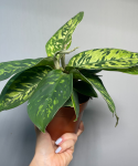 Homalomena Walissii Camouflage
