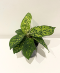 Homalomena Walissii Camouflage