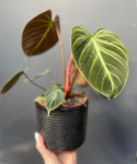 Philodendron El Choco Red - M