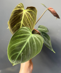 Philodendron El Choco Red - M