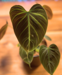 Philodendron El Choco Red - M