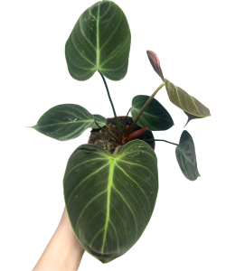 Philodendron El Choco Red - M
