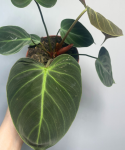 Philodendron El Choco Red