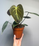 Philodendron El Choco Red