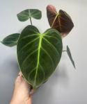 Philodendron El Choco Red