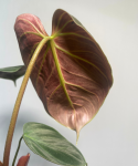 Philodendron El Choco Red