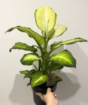 Dieffenbachia 'Summer Style'
