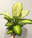 Dieffenbachia 'Summer Style'