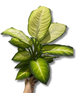 Dieffenbachia 'Summer Style' - L