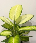 Dieffenbachia 'Summer Style'