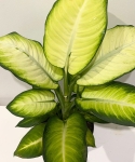 Dieffenbachia 'Summer Style'
