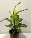Dieffenbachia 'Summer Style'